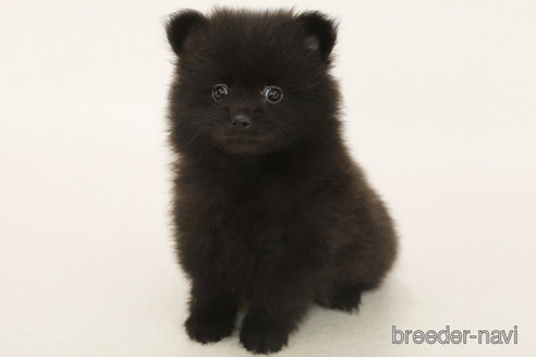 成約済の神奈川県のポメラニアン-381020の1枚目